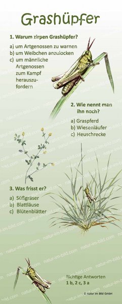 Grashüpfer
