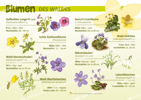 Blumen des Waldes