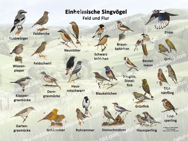 Einheimische Singvögel Feld und Flur