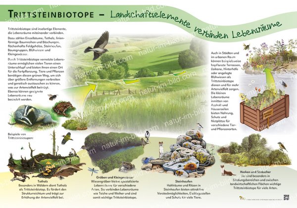 Trittsteinbiotope