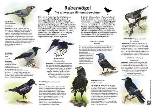 Rabenvögel