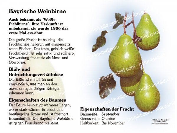 Bayrische Weinbirne