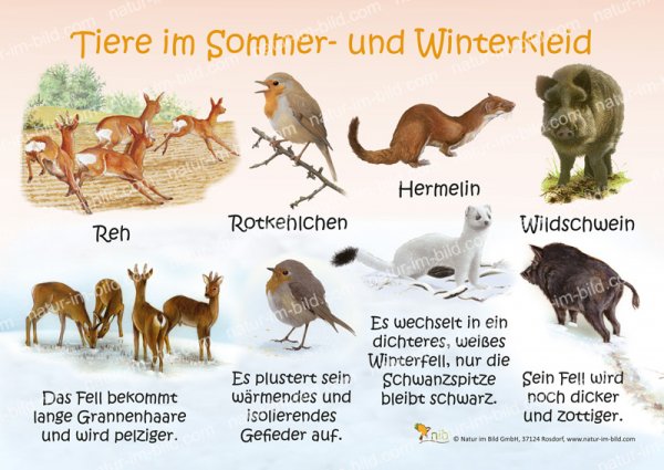 Tiere im Sommer- und Winterkleid