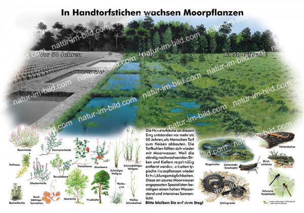 In Handtorfstichen wachsen Moorpflanzen