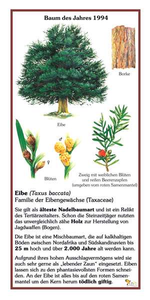 Eibe - Baum des Jahres 1994