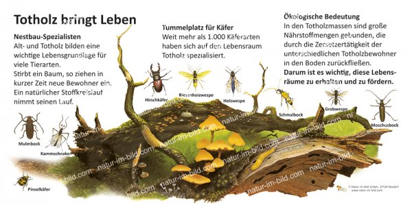 Totholz bringt Leben