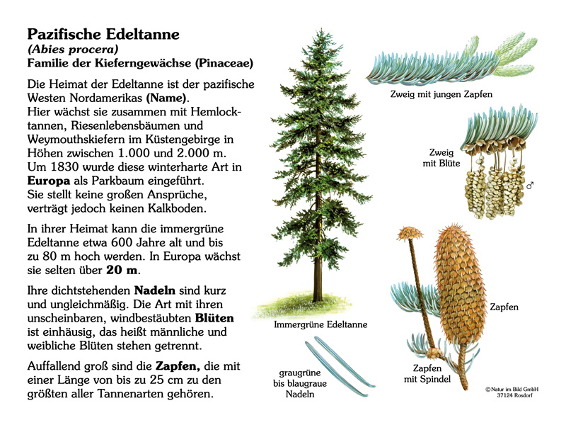 Pazifische Edeltanne Pflanzen Lehrtafeln Natur im Bild Lehrtafeln