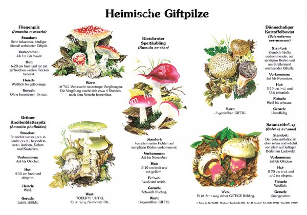 Heimische Giftpilze