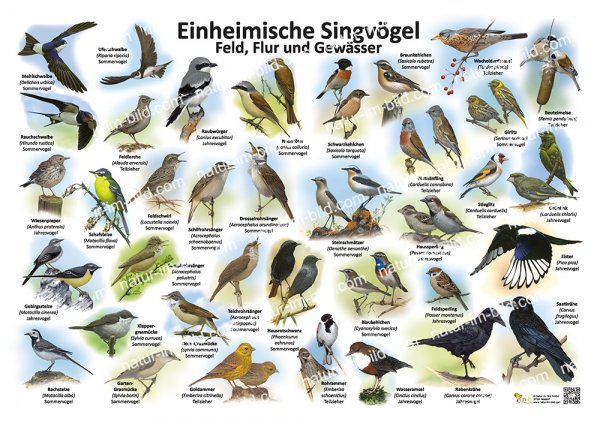 Einheimische Singvögel - Feld, Flur und Gewässer