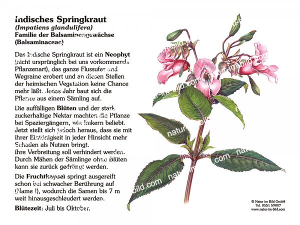 Indisches Springkraut