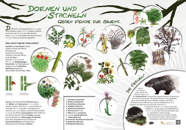 Dornen und Stacheln - Gegen Feinde zur Abwehr