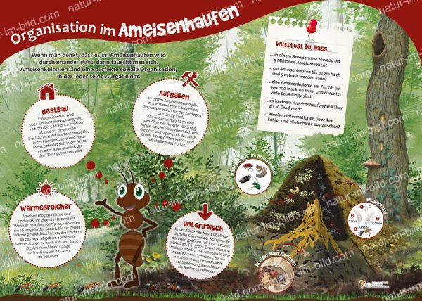 Organisation im Ameisenhaufen