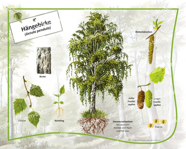 Hängebirke - 50 x 40 cm