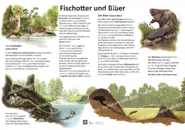 Fischotter und Biber