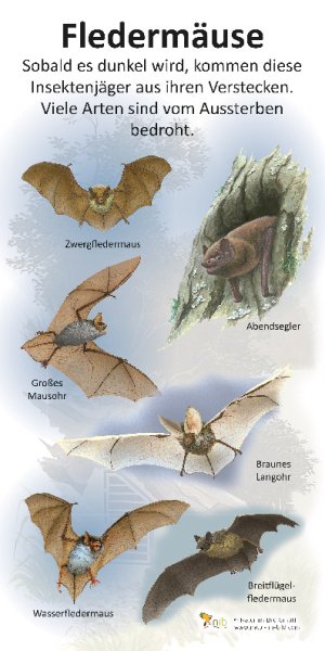 Fledermäuse (6 Arten)