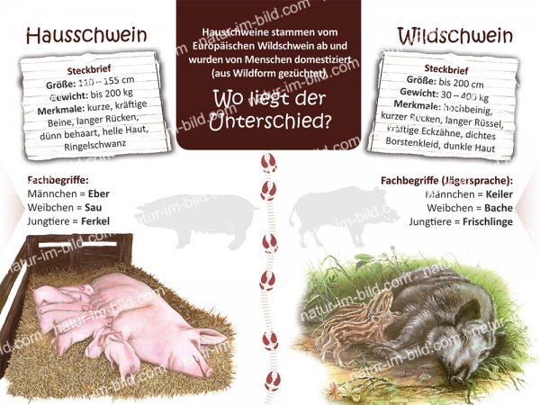 Haus und Wildschwein