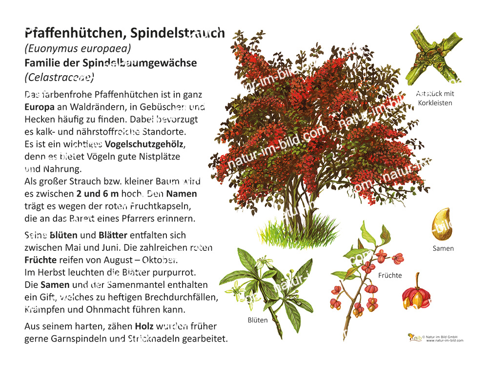 Pfaffenhütchen | Pflanzen | Lehrtafeln | Natur im Bild Lehrtafeln