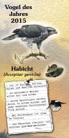 Habicht - Vogel de Jahres 2015