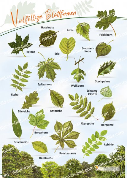 Vielfältige Blattformen