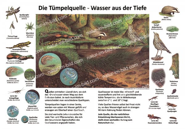Die Tümpelquelle - Wasser aus der Tiefe