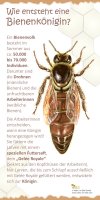 Wie entsteht eine Bienenkönigin