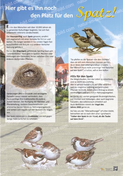Spatzen - Ein Platz für den Spatz