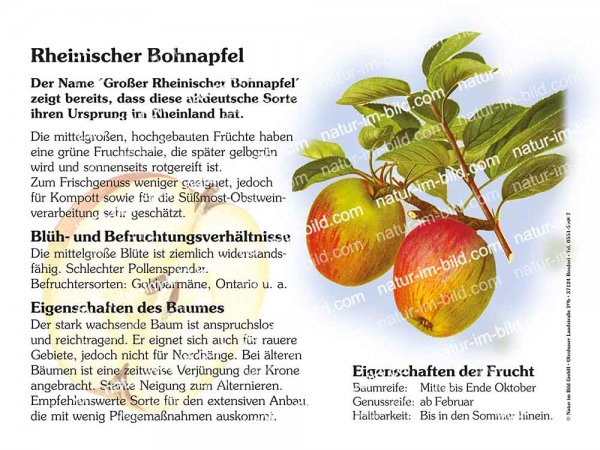 Rheinischer Bohnapfel