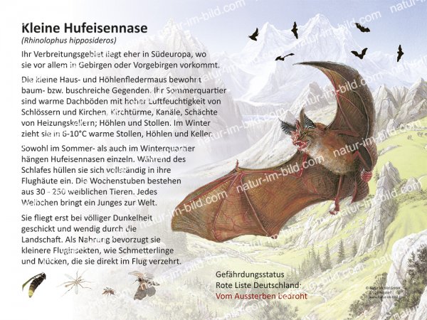 Kleine Hufeisennase