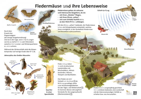 Fledermäuse und ihre Lebensweise
