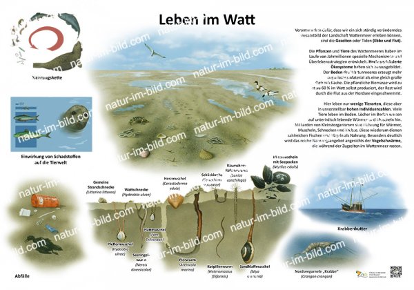 Leben im Watt