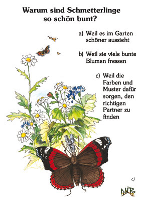 Warum sind Schmetterlinge so schön bunt? | DIN A4 | Quiztafel