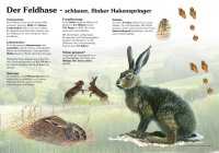 Das Wildkaninchen Der Feldhase Tiere Lehrtafeln Natur Im Bild das-wildkaninchen-der-feldhase-tiere-lehrtafeln-natur-im-bild