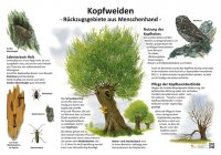 Kopfweiden - Rückzugsgebiet aus Menschenhand
