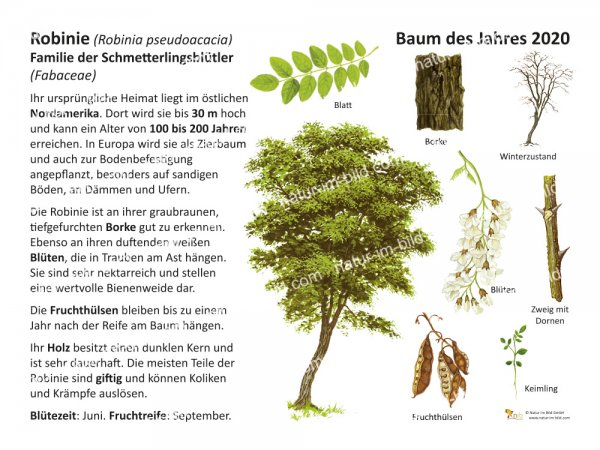 Robinie - Baum des Jahres 2020