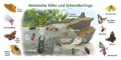 60 Stück Sommer-Insekten Ausschnitte – Bunte Käfer & Schmetterlinge Für Klassenzimmer-Deko
