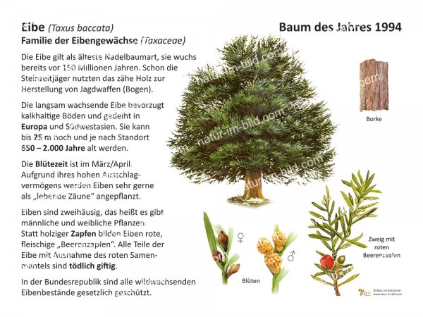 Eibe - Baum des Jahres 1994
