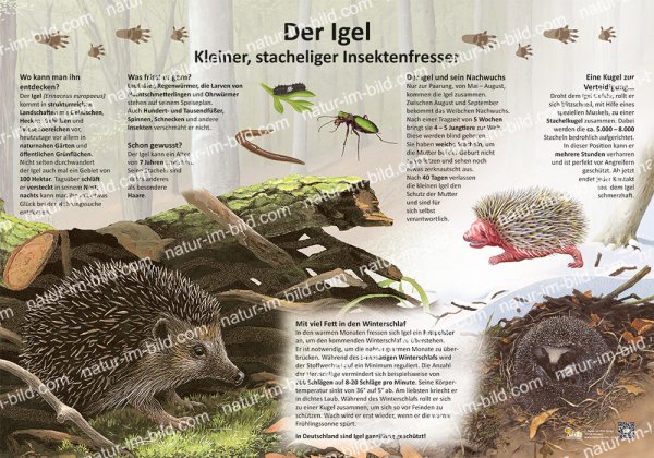 Der Igel