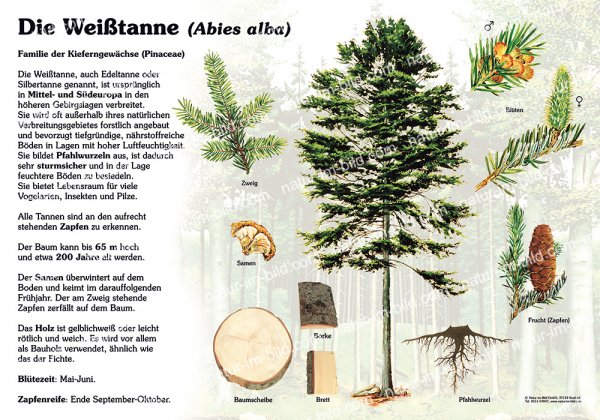 Die Weißtanne - Baum des Jahres 2004