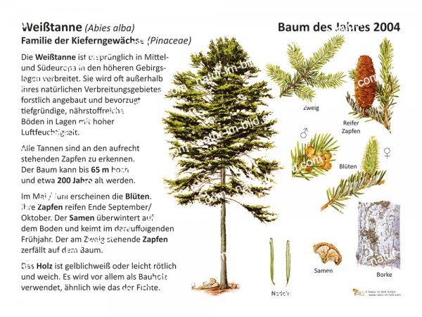 Weißtanne - Baum des Jahres 2004