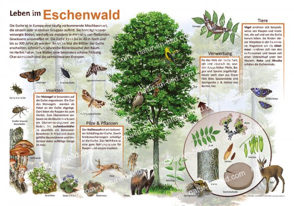 Leben im Eschenwald