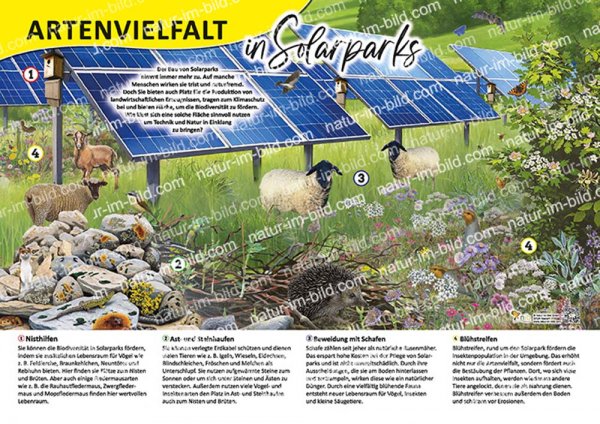 Artenvielfalt in Solarparks