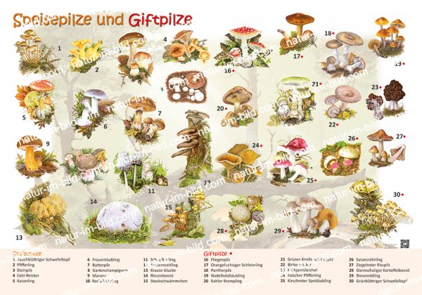 Speisepilze und Giftpilze