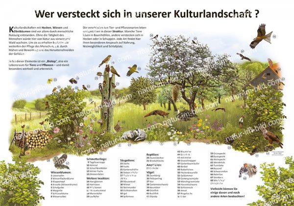 Wer versteckt sich in unserer Kulturlandschaft?