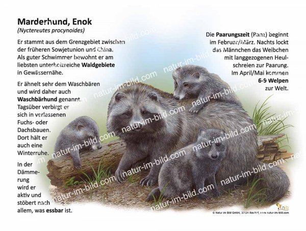 Marderhund