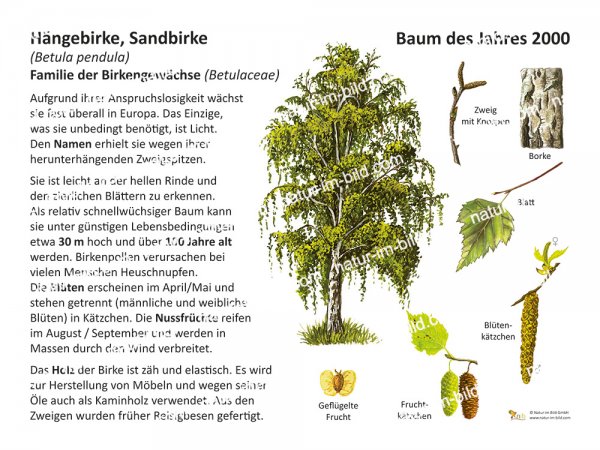 Hängebirke - Baum des Jahres 2000
