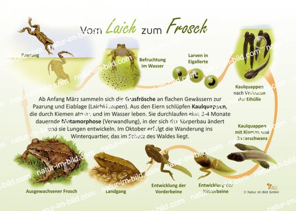 Vom Laich zum Frosch