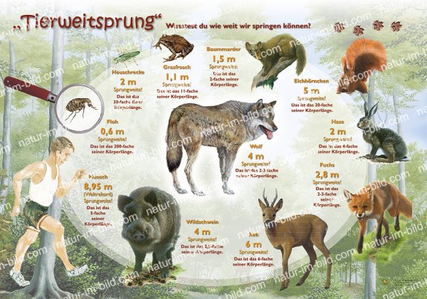 Tierweitsprung