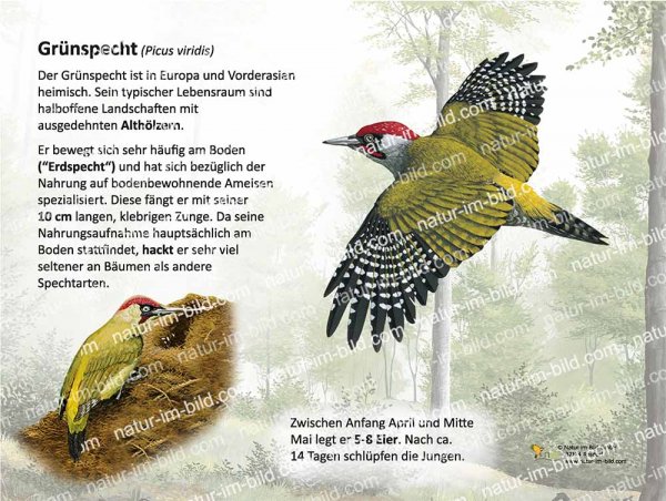 Grünspecht