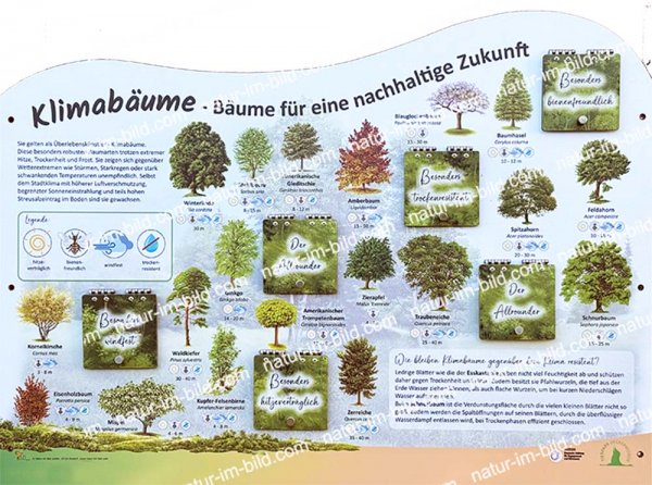 Klimabäume - Lehrtafel mit 6 Klappen