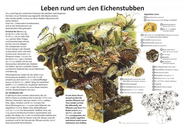 Leben rund um den Eichenstubben